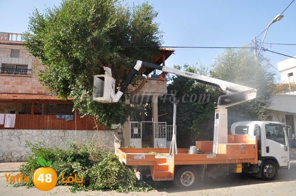 trees lud 1112 (27).JPG